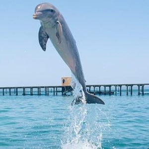 Nage avec les dauphins à Punta Cana - Meilleure découverte des dauphins en 60 minutes