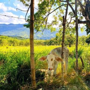 Trekking à Puerto Plata - Expérience de la nature et du folklore