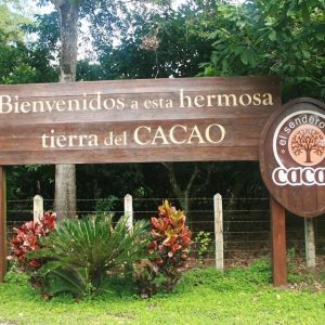 Circuit du cacao et fabrication du chocolat depuis Saint-Domingue