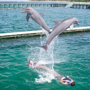 Punta Cana: Delphin-Erlebnis im Meer