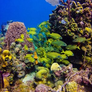 Punta Cana: Celodenní výlet na ostrov Catalina se šnorchlováním