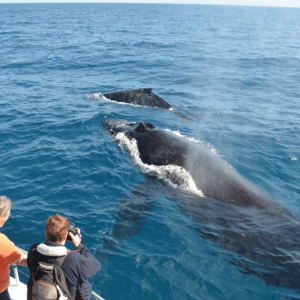 Samana: Walbeobachtung und Cayo Levantado Ganztagestour