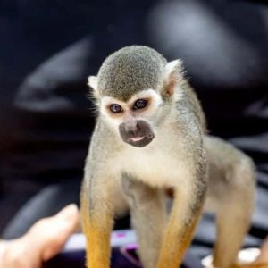 Punta Cana: Půldenní prohlídka Monkeylandu s občerstvením a průvodcem