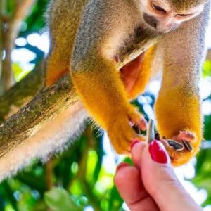 Punta Cana: Opičí země a prohlídka plantáží