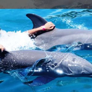 Nage VIP avec les dauphins à Ocean World Puerto Plata