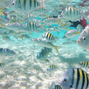 Cayo Arena : Tour de l'île paradisiaque Sosua ou Cabarete
