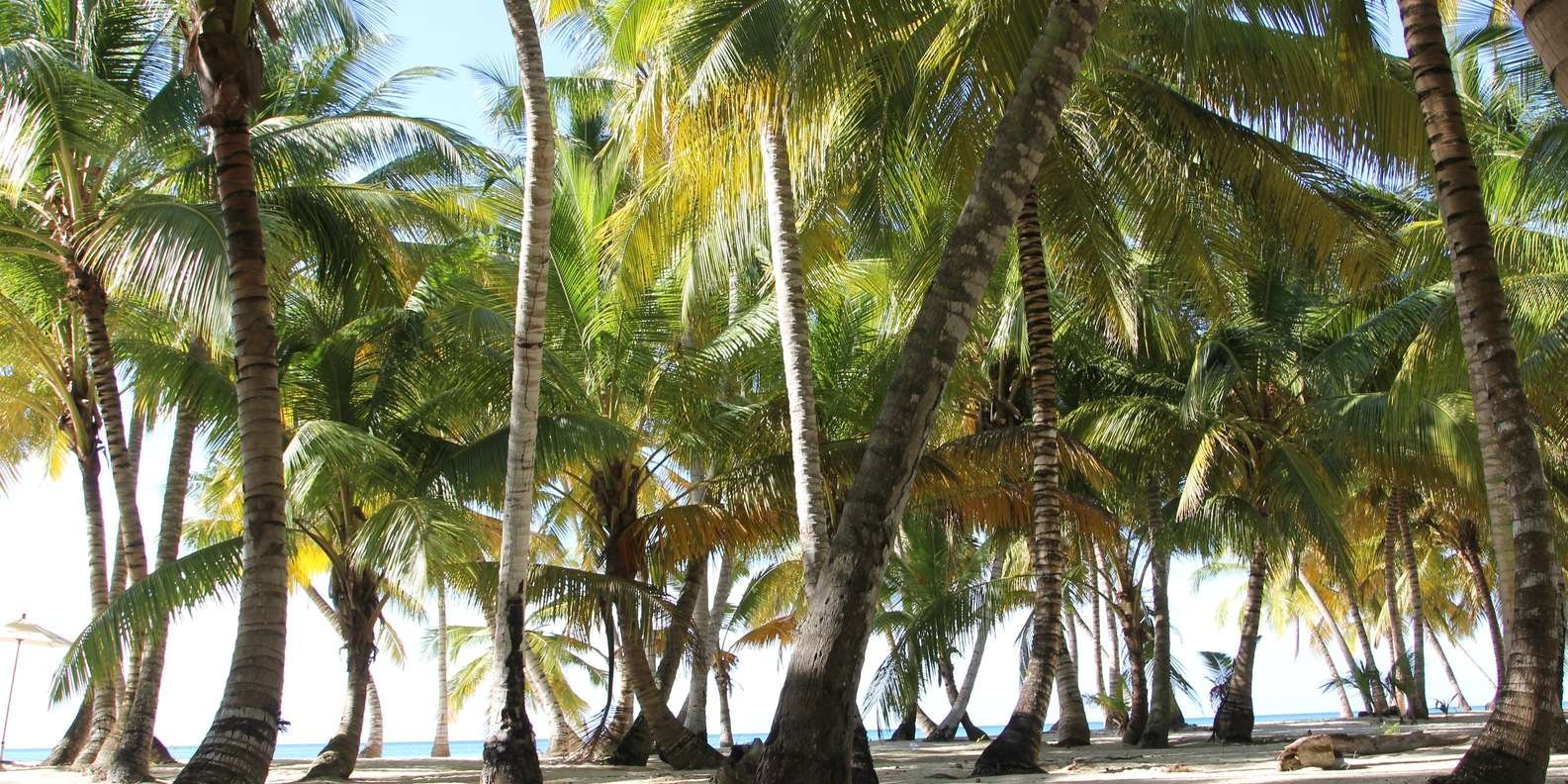 Punta Cana: Saona Island and Altos de Chavón Day Trip - Obrázek 6